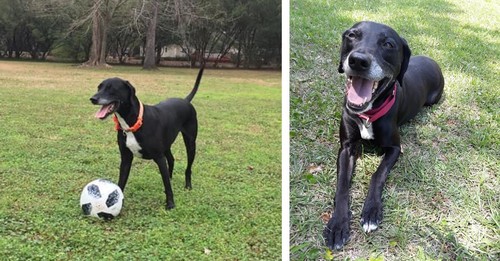 Three Unfortunate Things Keep This Sweet Boy From Finding A Happy Home