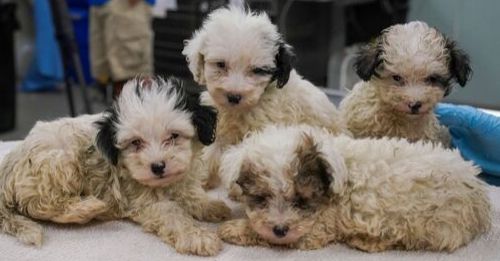 Puppy Mill Tampa Cover