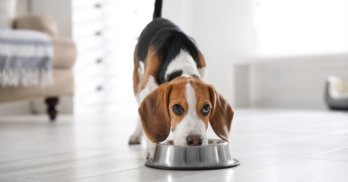 Long term cost of cheap dog food