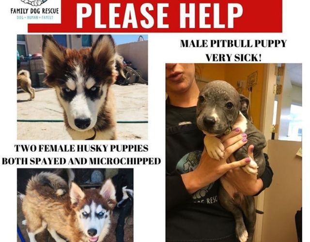 Huey missing pup