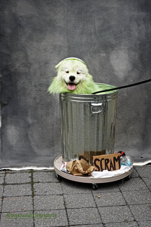 World Series: New York Mets puppy parade held in Manhattan