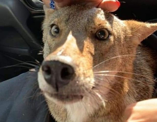 coyote rescue