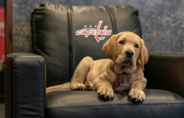 Washington Capitals host puppy class for future guide dogs in VA