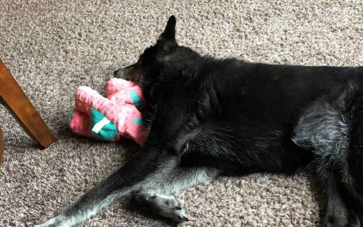 Senior Rescue Dog Picks Out The Perfect Toy To Make Her Feel Safe
