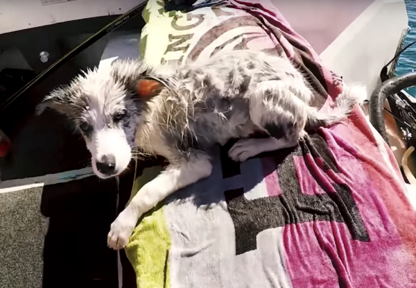 YouTuber Saves His Curious Dog From Sharks