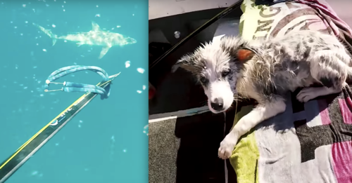 YouTuber Saves His Curious Dog From Sharks