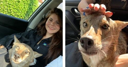 Sahuarita teen bit by coyote pup she believed was abandoned on porch