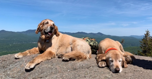 Dogs Summit Trail Every Day, Delighting Hikers at the Top