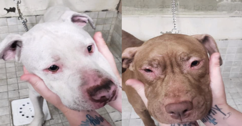 UPDATE: Imprisoned Pit Mix Leaps From Second Story Window To Save Herself And Her Friend