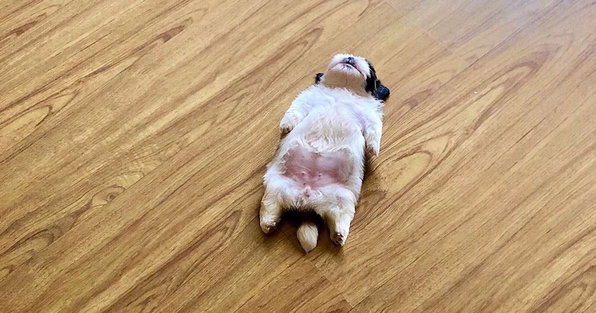Pocket-Sized Shih Tzu Sleeps Anywhere, And In The Cutest Position Imaginable!