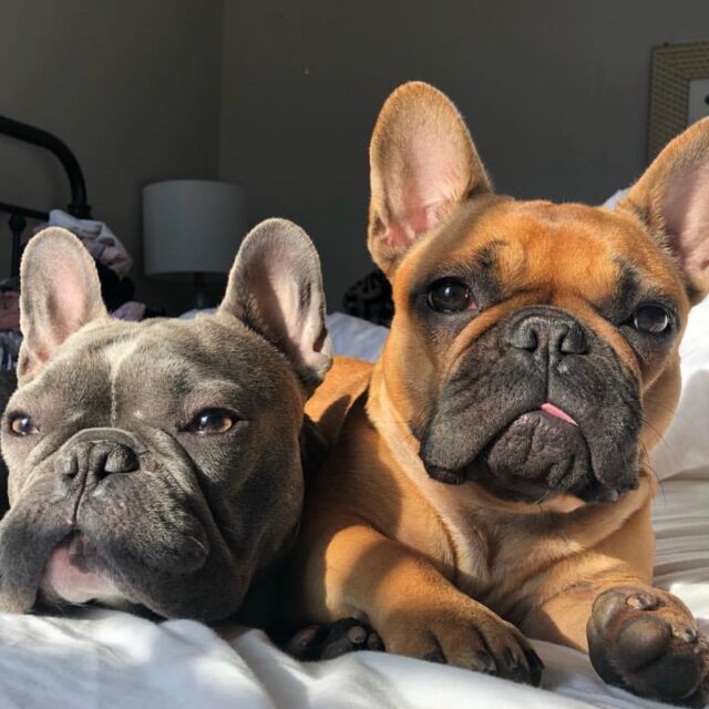 Boujee The Frenchie And His Athlete Dad Are Crushing The