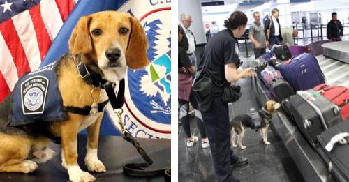 Abused Street Dog Becomes Leader Of Homeland Security's Beagle Brigade