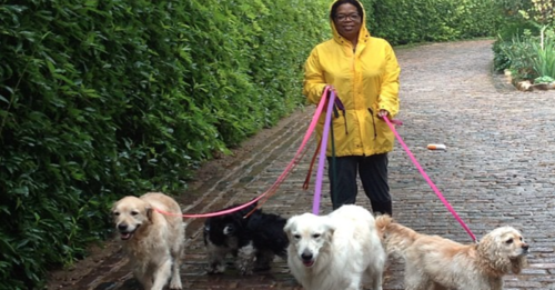 Oprah's Three Beloved Dogs All Came From A Chicago Shelter