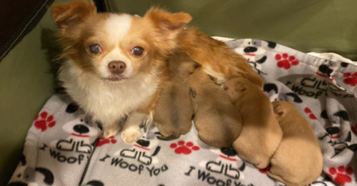 Mother Dog Loses Her Whole Litter. Adopts A Litter Of Orphaned Puppies