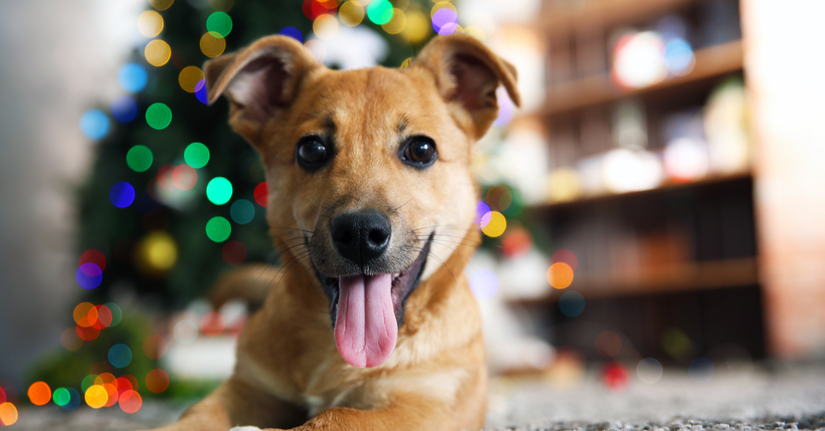 The 75 Best Holiday Gift Ideas For Dogs & Dog Lovers