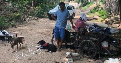 Man Spends His Life Carting Homeless Dogs Around The Country To New Families