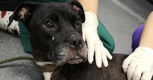 Injured Mama Dog Abandoned In Watery Ditch Thanks Rescuers With Endless Kisses