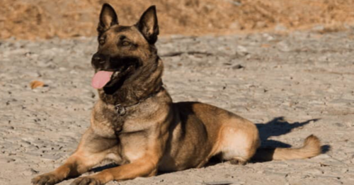 Crafty Narcotics Detection Dog Escapes Kennel For A Post-Holiday Break