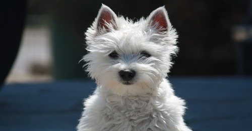 Westie Left In Back Of Stolen Car In Staffordshire Recovered