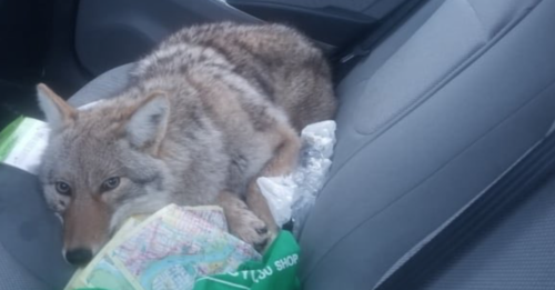 Man Drives With An Injured Coyote Thinking It Was A Dog