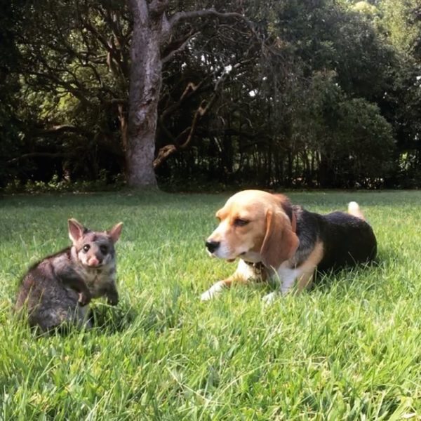 Beagle nhận nuôi con sau khi mất chó con