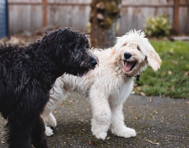 dog jealousy