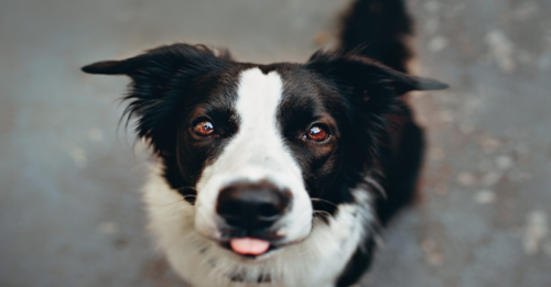 7 Reasons Your Dog Won't Stop Licking You