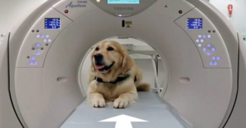 Therapy Dogs Submit to Procedures to Help Young Patients
