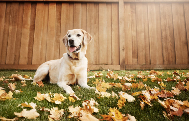 labrador