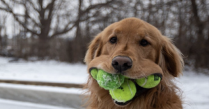 golden retriever loves tennis balls