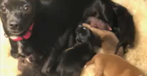 Foster Dog Raises Two Needy Kittens With Her Own Litter