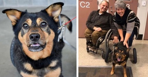 Returned 4 Times Over 6 Years, Special Needs Senior Finally Finds His Person