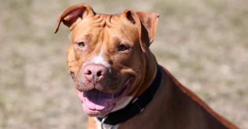 Denver City Council Votes To End 30-Year Pit Bull Ban