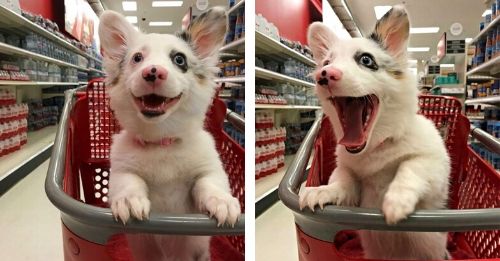Corgi Mix Puppy Experiences Her First Trip To Target & The World Falls In Love