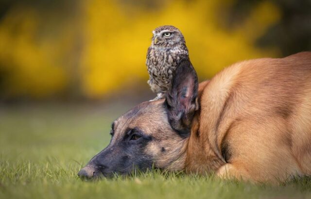 Dog And Owl Friendship Brings Smiles To The Self-Quarantined Masses