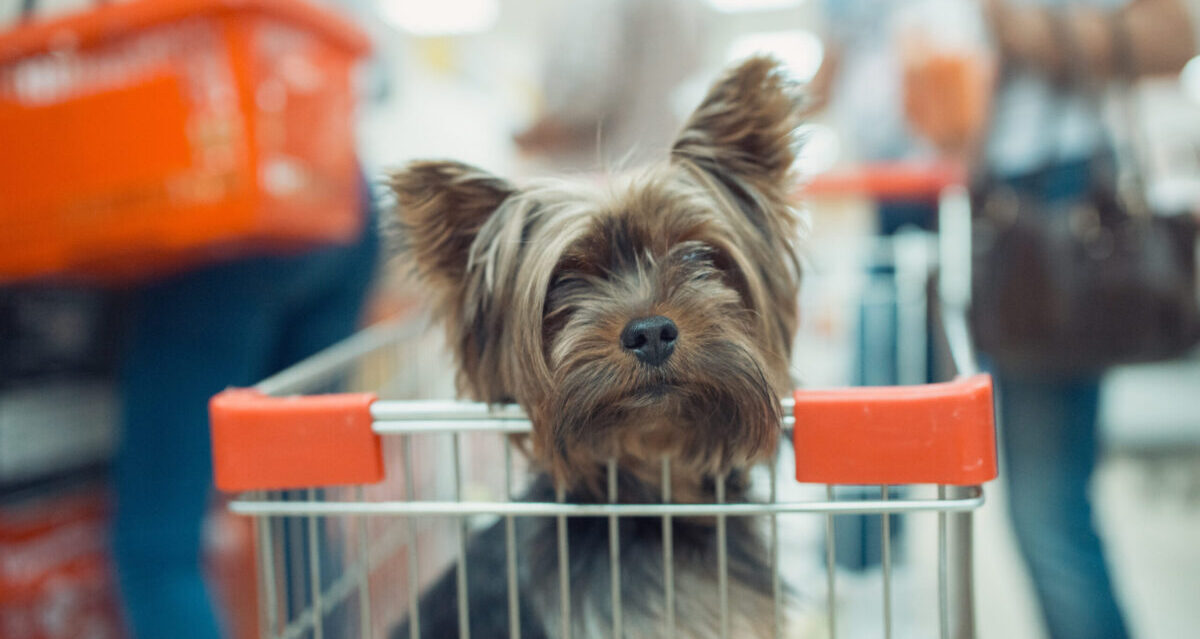 Dog sitting in shopping cart