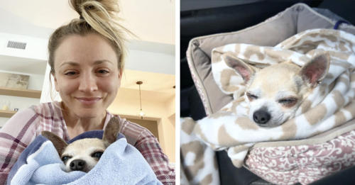 Life With Dogs: Kaley Cuoco Fosters Senior Dog During COVID Quarantine