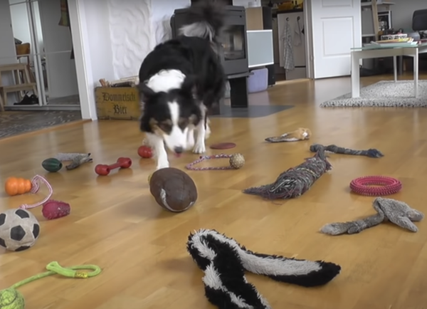 Border Collie called Bear knows all his 52 toys by name and fetches them on  command