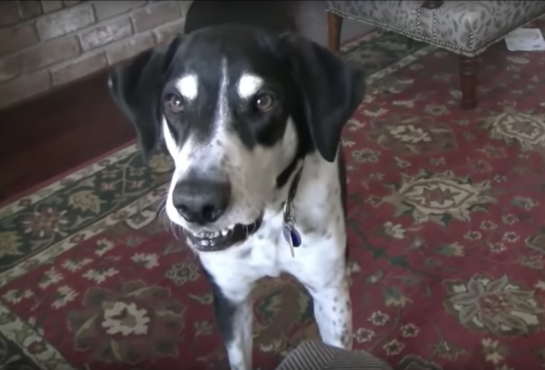Impatient Dog Won't Stop Telling His Dad He Wants A Kitten