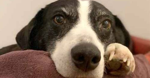 Border Collie Finally Goes Home After 10 Years In A Shelter
