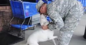 deaf dog soldier cover