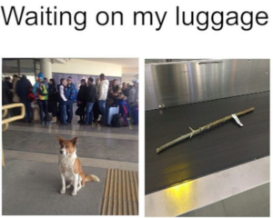 18 Memes That All Dog Parents Will Laugh At