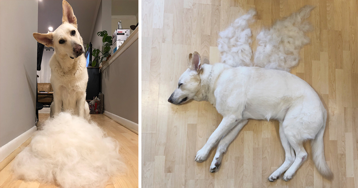 8 Amazing and Adorable Photos of Puppies In The Womb