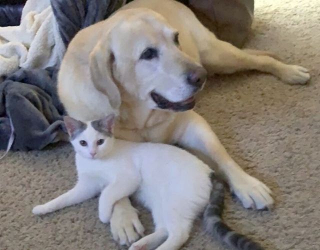 senior dog and kitten