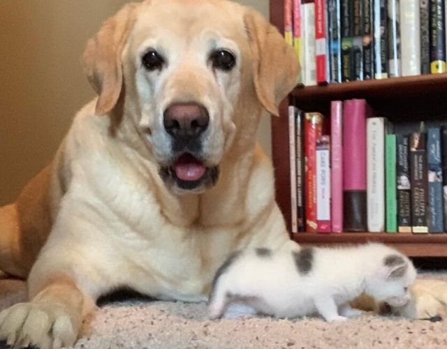 senior dog and kitten