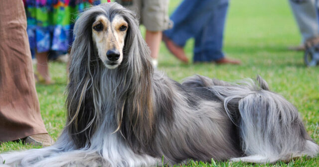 Shelter Gave Hospitalized Woman’s Afghan Hound Away