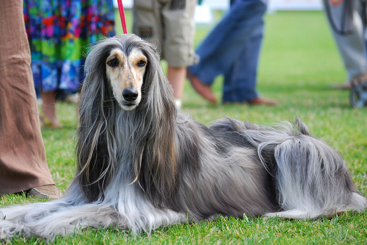 Shelter Gave Hospitalized Woman’s Afghan Hound Away