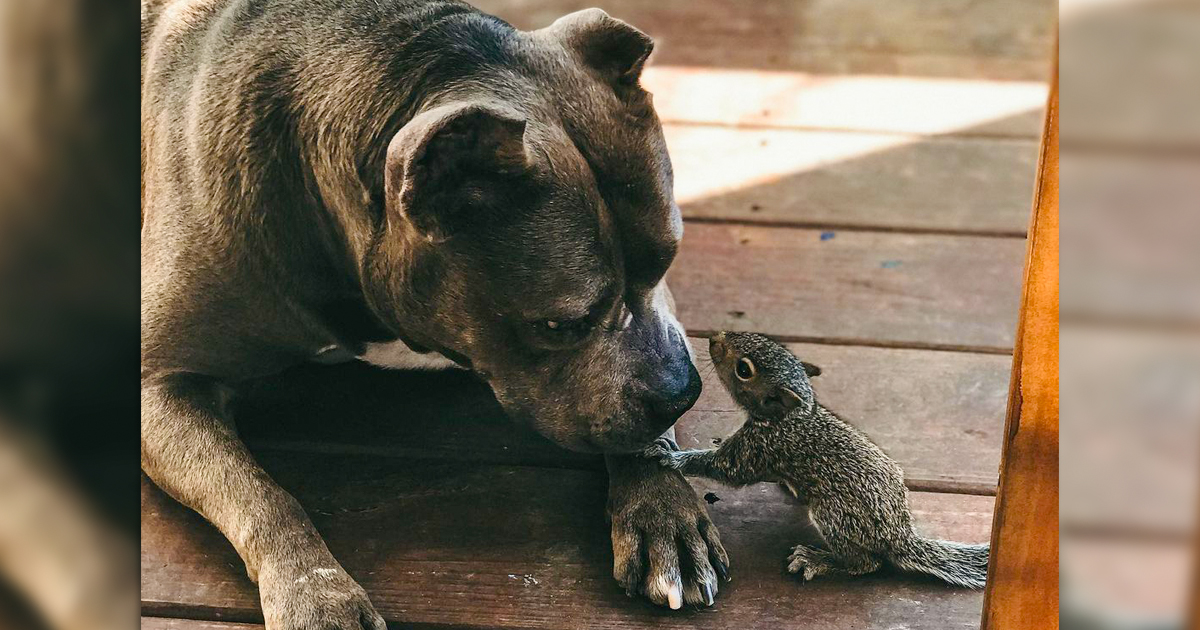 Baby Squirrel Claims Motherly Pit Bull As Her Own