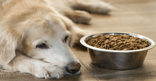 7 Ways Happy, Healthy™ Topper Can Benefit Senior Dogs