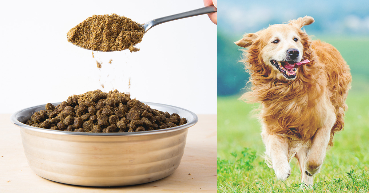 Add This To Your Dog's Food To Give Them A Longer, Healthier Life